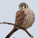 12SB6431 American Kestrel Female